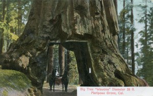 Big Tree, Wawona, Diameter 28 ft., Mariposa Grove, Cal.                 